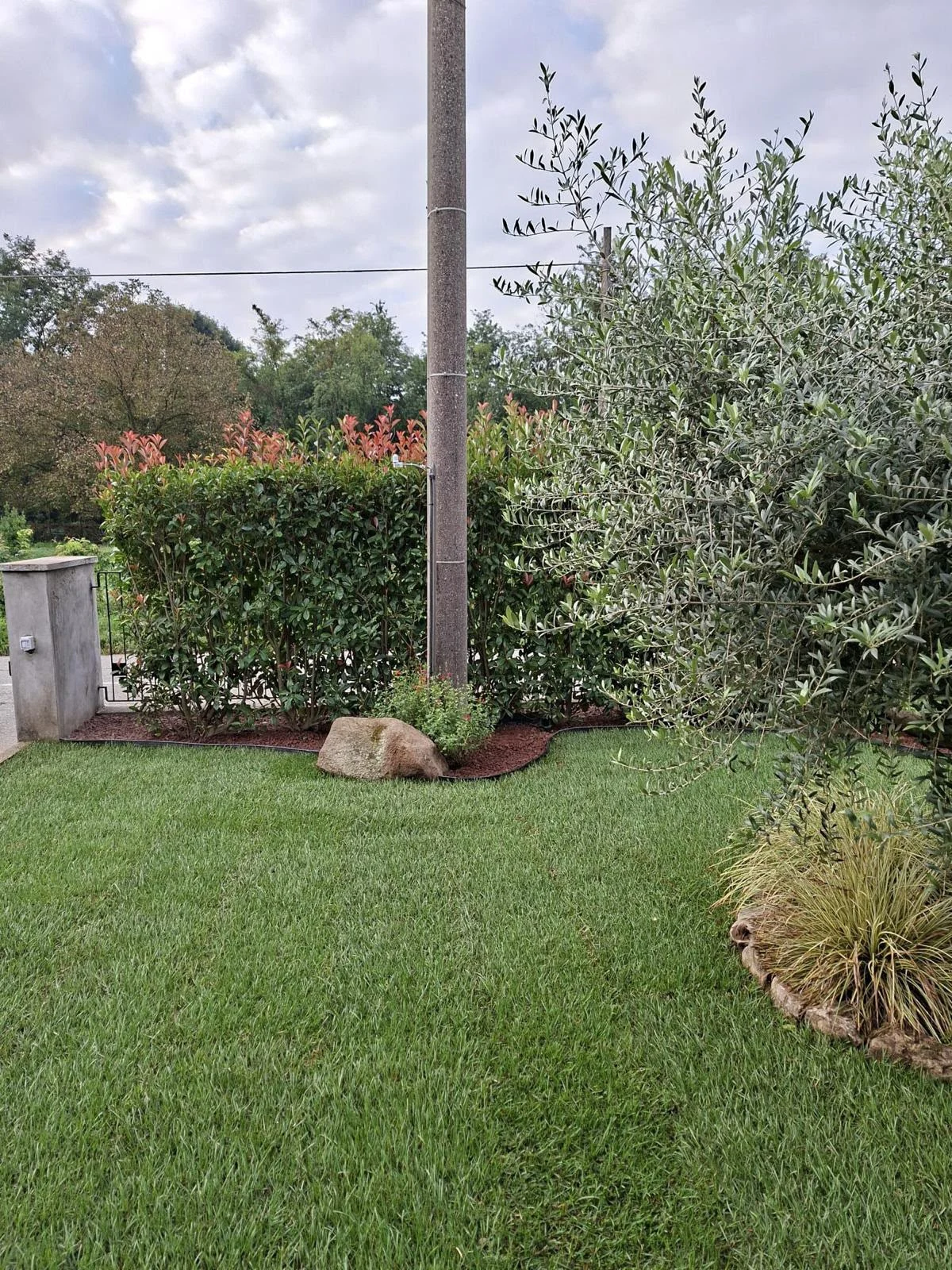 Prato e ulivo in un giardino residenziale