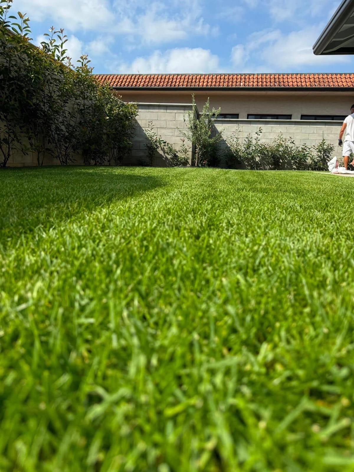 Primo piano del prato con giardino sullo sfondo
