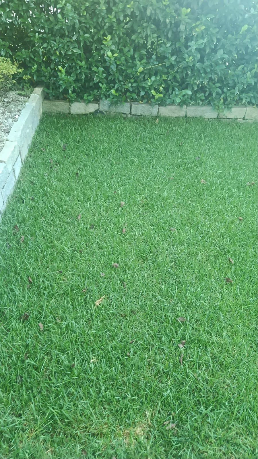 Prato verde delimitato da una bordura chiara